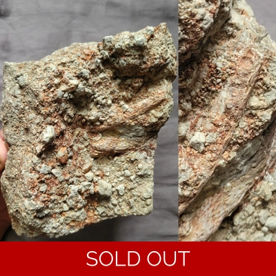 Rare Huge Trimerorhachis Fossil Amphibian Jaw Bone In Matrix Permian Age Rare Huge Trimerorhachis Fossil Amphibian Jaw Bone In Matrix Permian Age